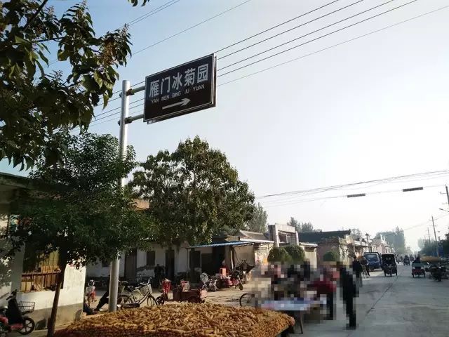 如何找到云臺(tái)冰菊？怎樣找到云臺(tái)冰菊？